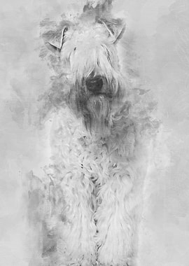 Softcoated Wheaten Terrie