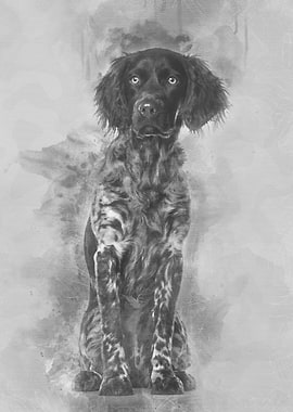 Munsterlander dog 9 month