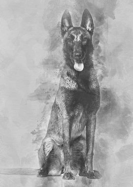 Malinois dog 1 year old si