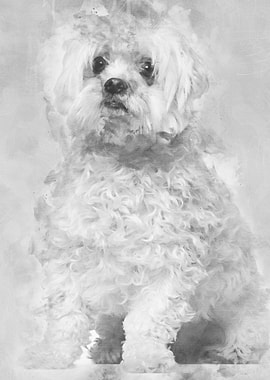 Maltese 2 years old sittin