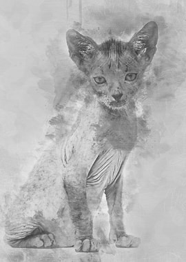 Kitten Lykoi cat 7 weeks o