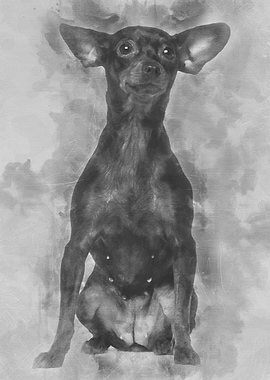 Miniature pincher 3 years