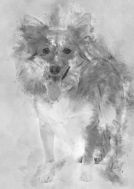 Mixed breed dog 2 years ol