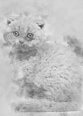 Portrait of Scottish Fold