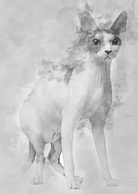 Sphynx cat 13 months old s