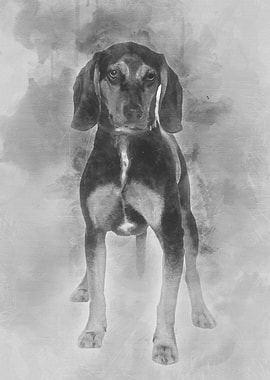 Cross breed with a Beagle