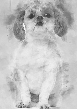 Shih Tzu 2 and a half yea