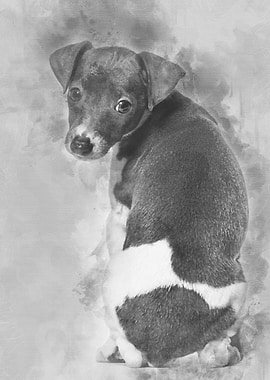 Italian Greyhound puppy si