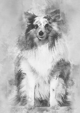 Sheltie sitting against wh
