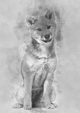 Shiba Inu dog sitting agai