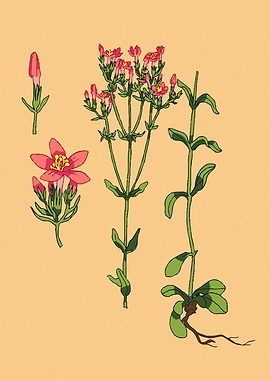 Centaurium
