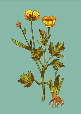 Buttercup plant