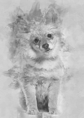 Pomeranian puppy 5 months