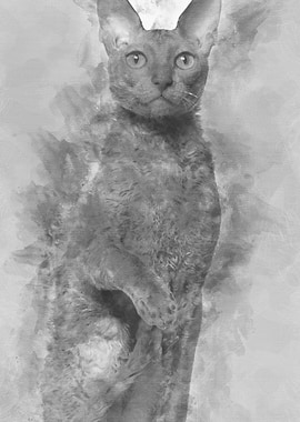 Portrait of Cornish Rex ca