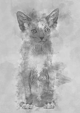 Kitten Lykoi cat 7 weeks o