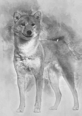 Shiba Inu standing against