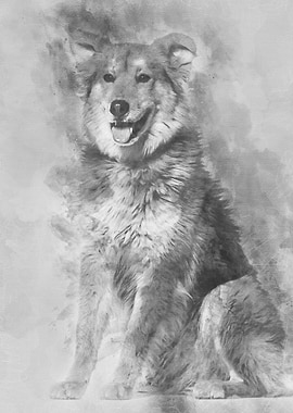 Mixedbreed dog 8 years ol