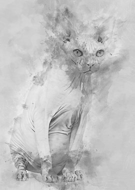 Sphynx 4 years old against