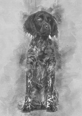 Munsterlander dog 9 month