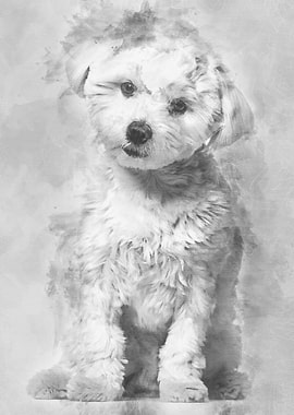 Maltese dog 11 months ol