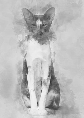 Oriental Shorthair sitting