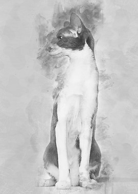 Oriental Shorthair sitting