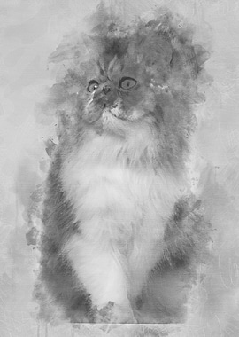 Persian cat 7 months old