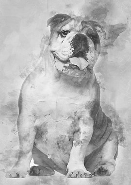 English Bulldog 6 years ol