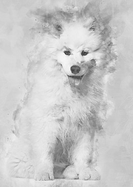 Samoyed puppy sitting agai