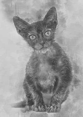 Kitten Lykoi cat 3 months