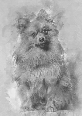 Keeshond dog looking at ca