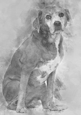 Old Mixedbreed dog 13 yea