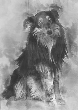 Sheltie dog 18 months old