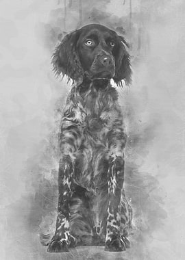 Munsterlander dog 9 month