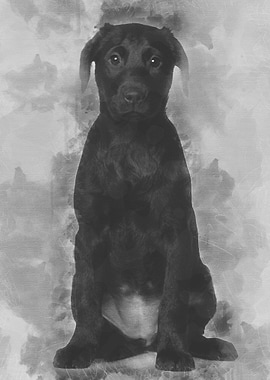 Labrador puppy 3 months ol