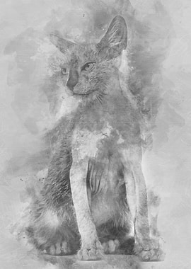 Kitten Lykoi cat 3 months