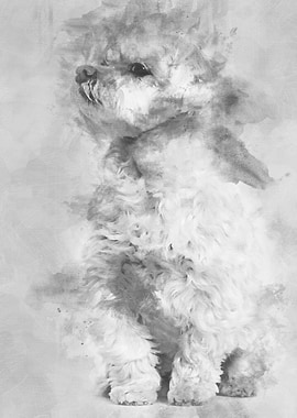 Maltese dog sitting agains