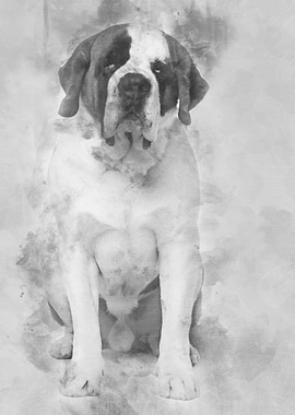 Saint Bernard 4 years old