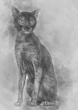 Lykoi cat also called the