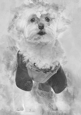 Maltese dressed up 3 years