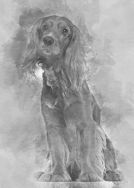 English Cocker Spaniel 2 y