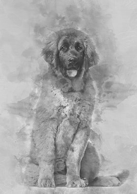 Leonberger puppy 4 months