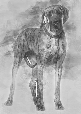 Great Dane 10 months old s