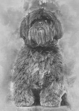 Shih Tzu sitting against w