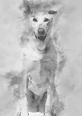 Portrait of Crossbreed dog