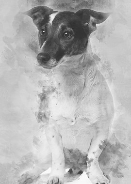 Jack Russell Terrier 1 and