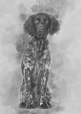 Munsterlander dog 9 month