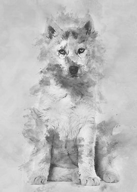 Husky dog 2 months old sit