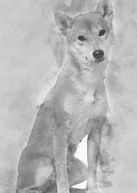 Shiba Inu 1 year old sit