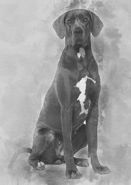 Great Dane 2 years old sit